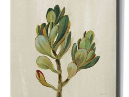 Front Yard Succulent II  by Silvia Vassileva, Canvas Wall Art Online Sale