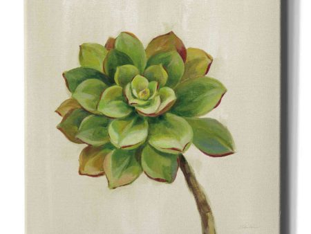 Front Yard Succulent IV  by Silvia Vassileva, Canvas Wall Art For Discount