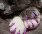 Kitty Caps Nail Caps: Hot Purple & Hot Pink, 40 Count Online now